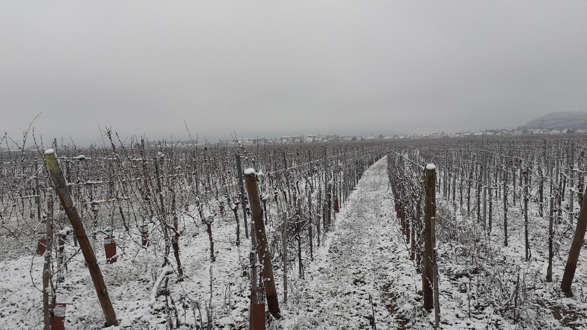 Aux Pieds Des Vignes Ingersheim Exterior foto